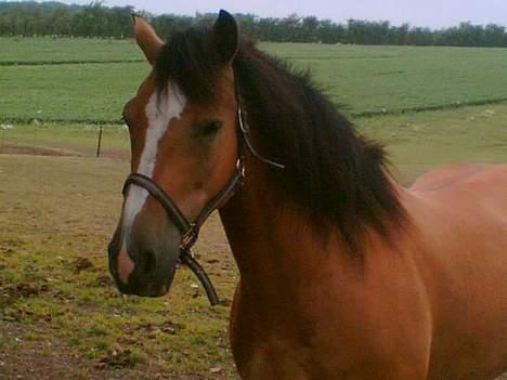 Anden særlig race Rocky (SOLGT) billede 2