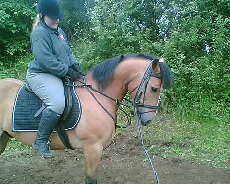 Anden særlig race Rocky (SOLGT) billede 3