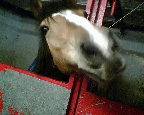 Anden særlig race Rocky (SOLGT) billede 4