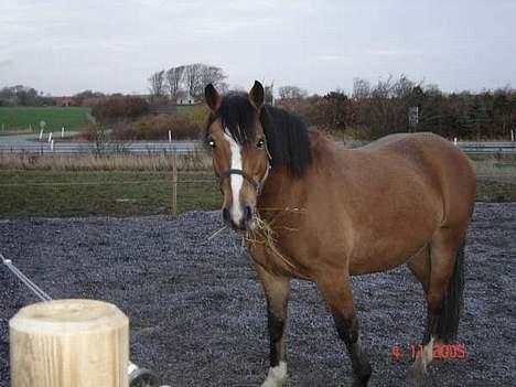 Anden særlig race Rocky (SOLGT) billede 5