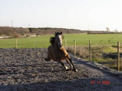 Anden særlig race Rocky (SOLGT) billede 6