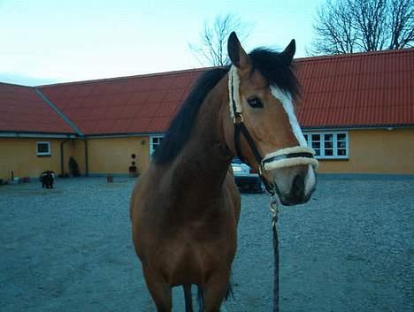 Anden særlig race Rocky (SOLGT) billede 7