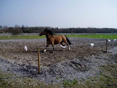 Anden særlig race Rocky (SOLGT) billede 8