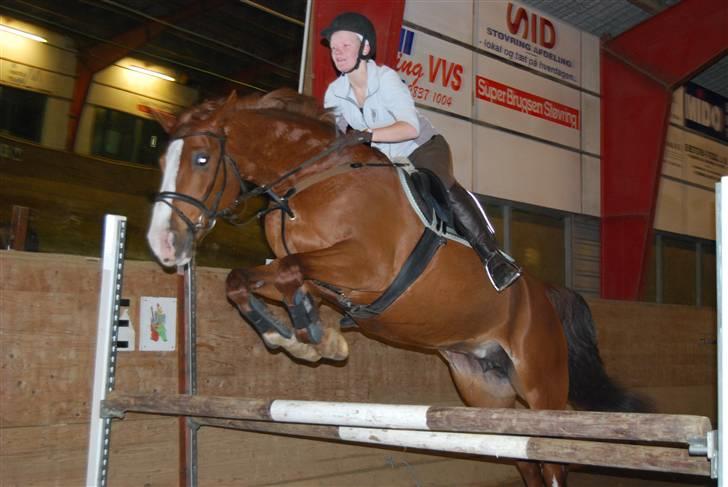 Dansk Varmblod Sophia *RIP* - Stor oxer :O Foto: Stine Ravn billede 10