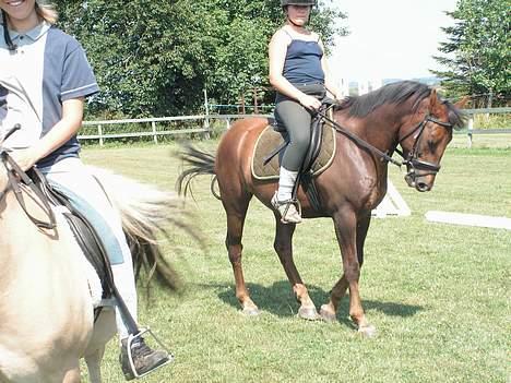 New Forest Sheridon - såå træner vi  lidt spring!! billede 12