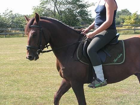 New Forest Sheridon - SÅÅ fin han er !!!!!!!!! billede 13