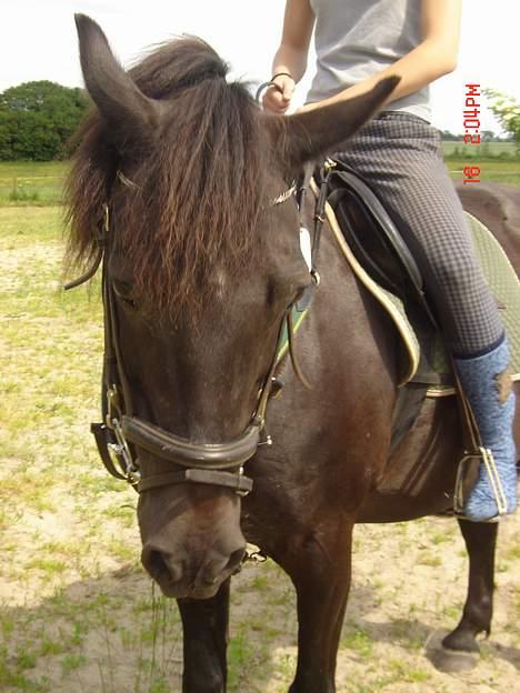 Anden særlig race Django<3 gammel pony ;/  - nej hvor er han da fin, min lille hypperr ;D billede 10