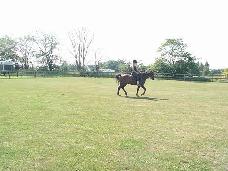 New Forest Sheridon billede 14