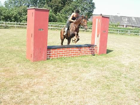 New Forest Sheridon - hop såå lille hyp! billede 15