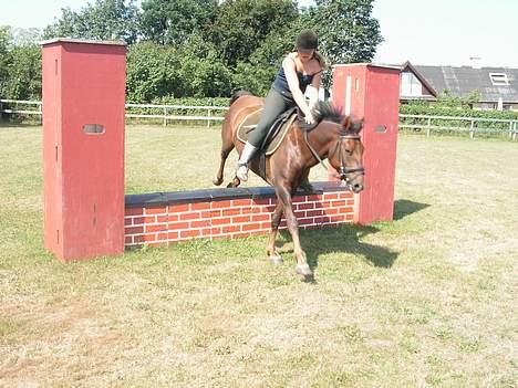 New Forest Sheridon billede 16