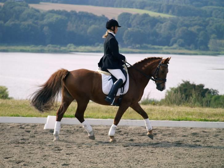 New Forest Bastian billede 14