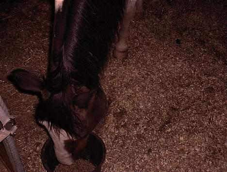 Paint † Cherokee siggaard † billede 17