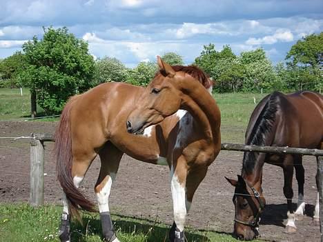 Pinto Indian Fellow  R.I.P  billede 2