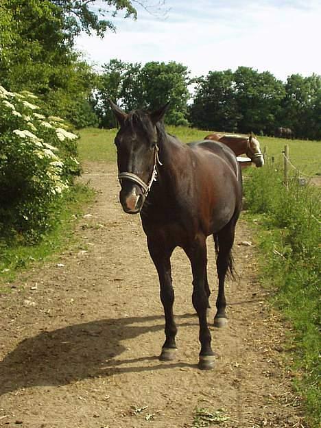 Anden særlig race Horse-Wear's Oktober billede 6