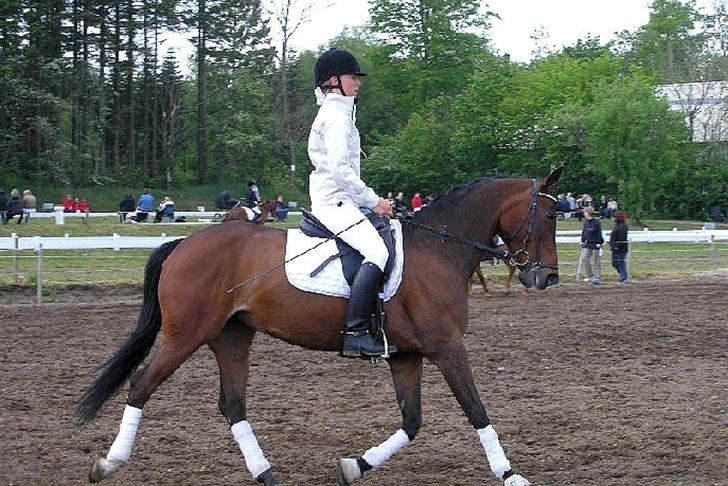 Hollandsk Sportspony O'mienaisha SOLGT - Opvarmning . Morsø 2007 billede 20