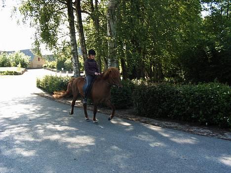 Islænder  Freyja fra Ny-Ryegaard - Min smukke Pferd i tölt ;p billede 18