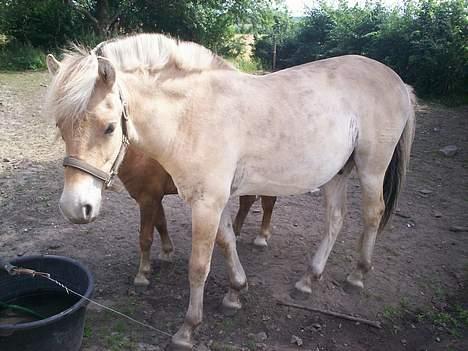 Fjordhest Jasper Møldrup(solgt) - juli 06 billede 7
