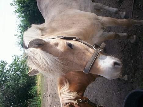 Fjordhest Jasper Møldrup(solgt) - juli 06 billede 8