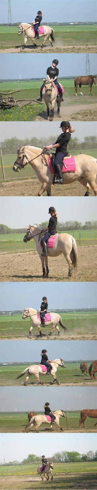 Fjordhest Perle *RIP <3* - perle i dressur <3  billede 12