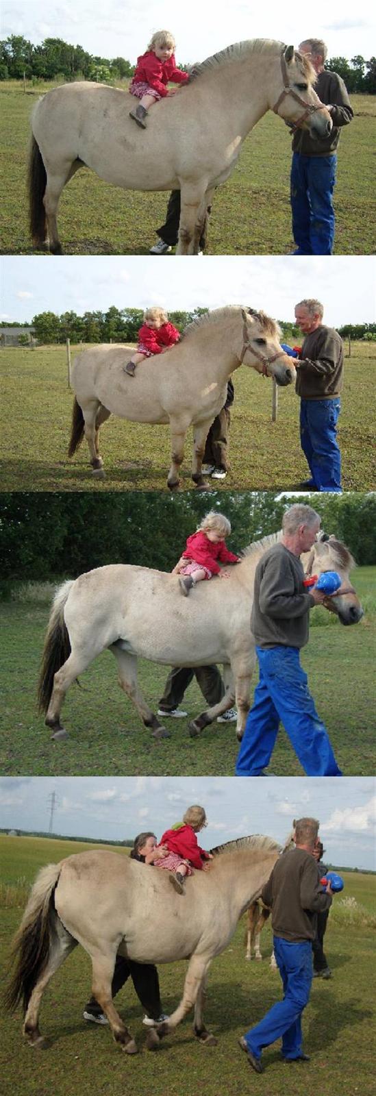 Fjordhest Perle *RIP <3* - my sku li ha en tur <3  billede 13