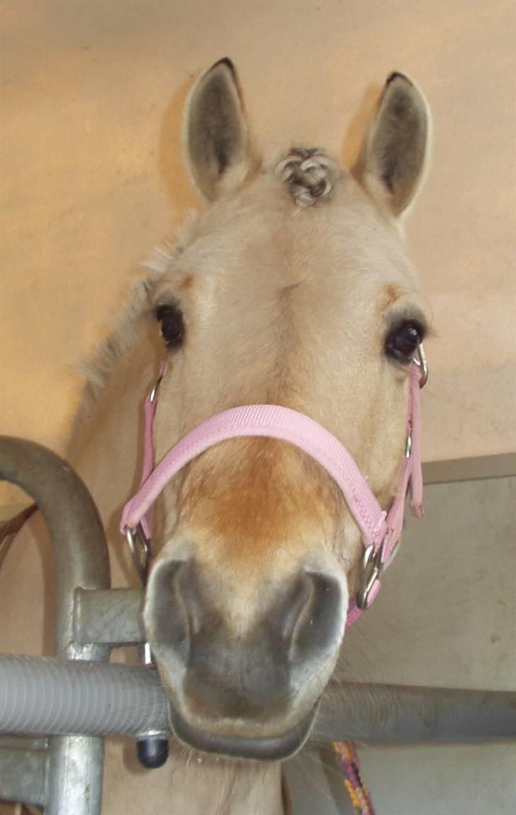 Fjordhest Perle *RIP <3* - i traileren <3  billede 14