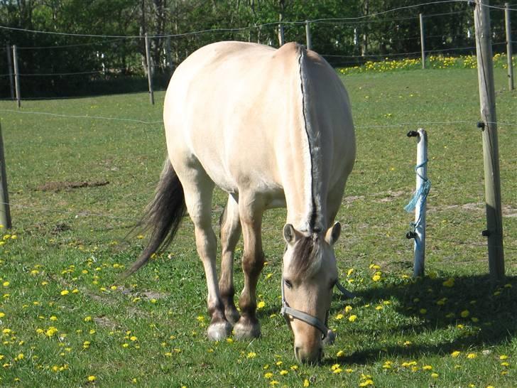 Fjordhest Perle *RIP <3* - ædes :) billede 15