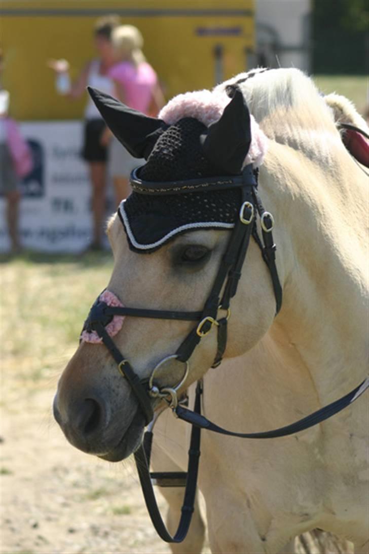 Fjordhest Perle *RIP <3* - smukkes hovede <3  billede 16