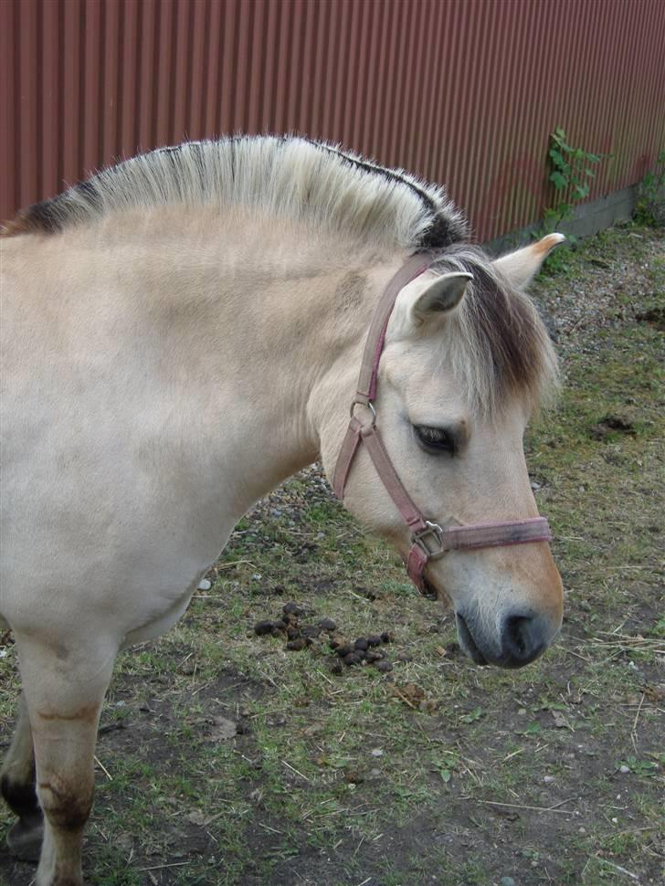 Fjordhest Perle *RIP <3* - smukke <33  billede 17