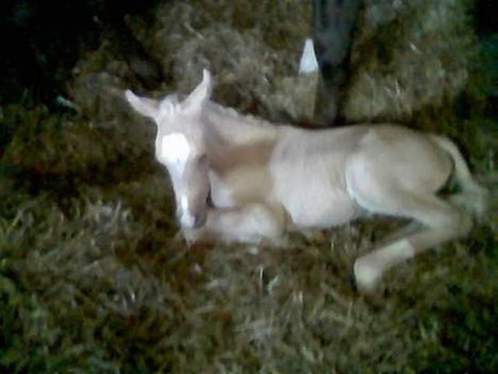 Anden særlig race golden hero SOLGT :'( <3  - den lille knægt kun et par timer gammel <3  billede 6