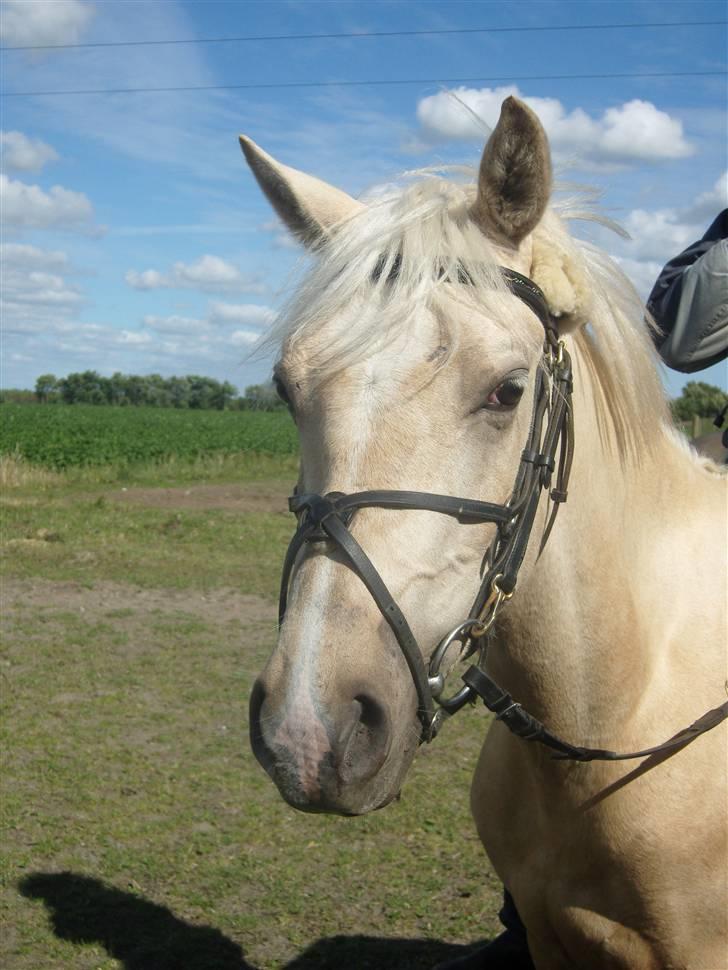 Anden særlig race golden hero SOLGT :'( <3  - den smukke drengs hoved <3  billede 8