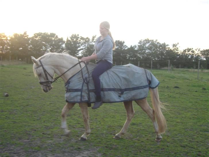 Anden særlig race golden hero SOLGT :'( <3  - sku li skridte ham med hans nye hovedtøj <3 skønne mus <3  billede 9