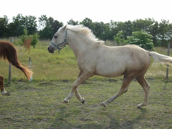 Anden særlig race golden hero SOLGT :'( <3  - galoooop <3 billede 10