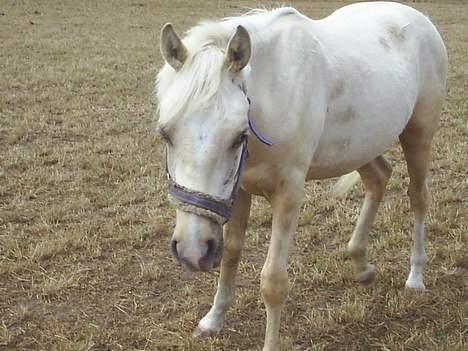 Anden særlig race golden hero SOLGT :'( <3  - hej :) billede 11