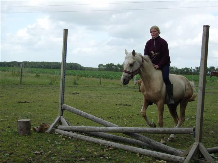 Anden særlig race golden hero SOLGT :'( <3  - et lille spring bare med grime <3 anden gang han over hovedet springer med rytter - første gang var to bomme <3 og ja ja ved jeg ikke har hjelm på - det behøves ik kommenteres - mit liv - mit problem ;) billede 13