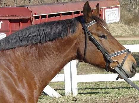 Anden særlig race April *Min fedtemås* billede 3