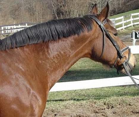 Anden særlig race April *Min fedtemås* billede 4