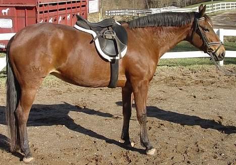 Anden særlig race April *Min fedtemås* billede 5