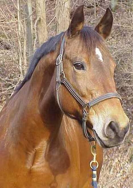 Anden særlig race April *Min fedtemås* billede 6