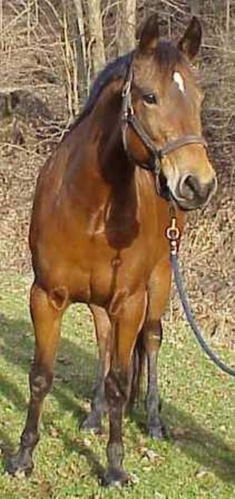 Anden særlig race April *Min fedtemås* billede 7