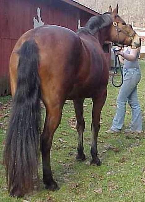 Anden særlig race April *Min fedtemås* billede 8