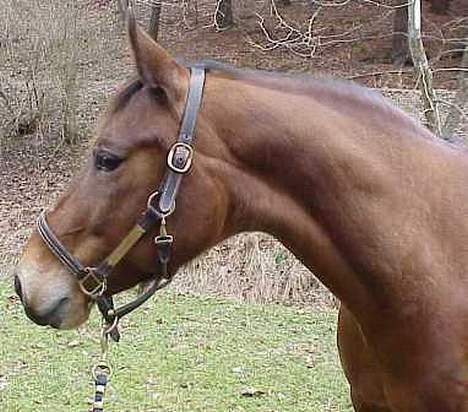 Anden særlig race April *Min fedtemås* billede 9