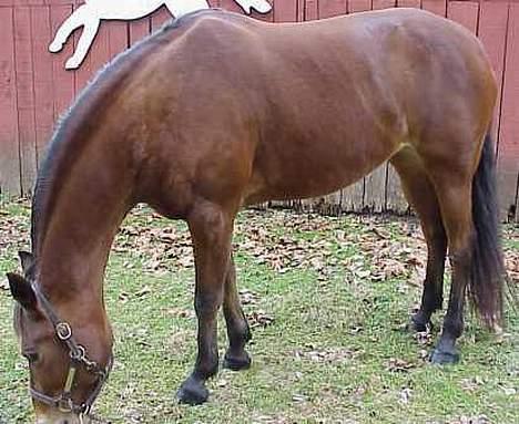 Anden særlig race April *Min fedtemås* billede 10