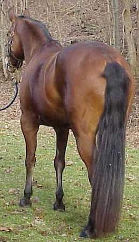 Anden særlig race April *Min fedtemås* billede 11