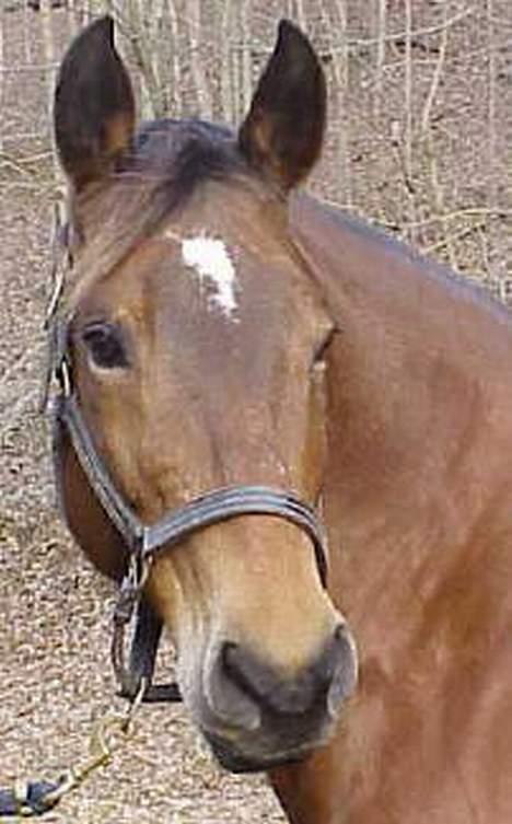 Anden særlig race April *Min fedtemås* billede 12