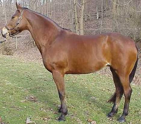 Anden særlig race April *Min fedtemås* billede 13