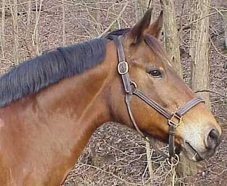 Anden særlig race April *Min fedtemås* billede 14