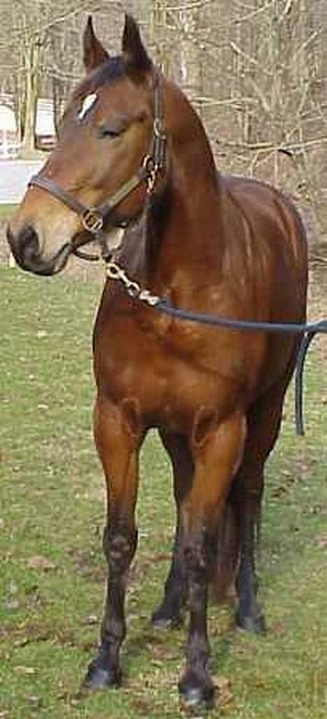 Anden særlig race April *Min fedtemås* billede 15