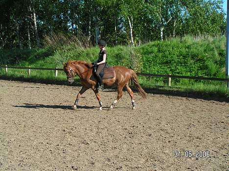 New Forest Odbjergs Emil  { SOLGT } billede 3