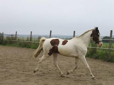 Pinto Bronco billede 1