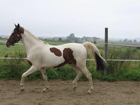 Pinto Bronco billede 2